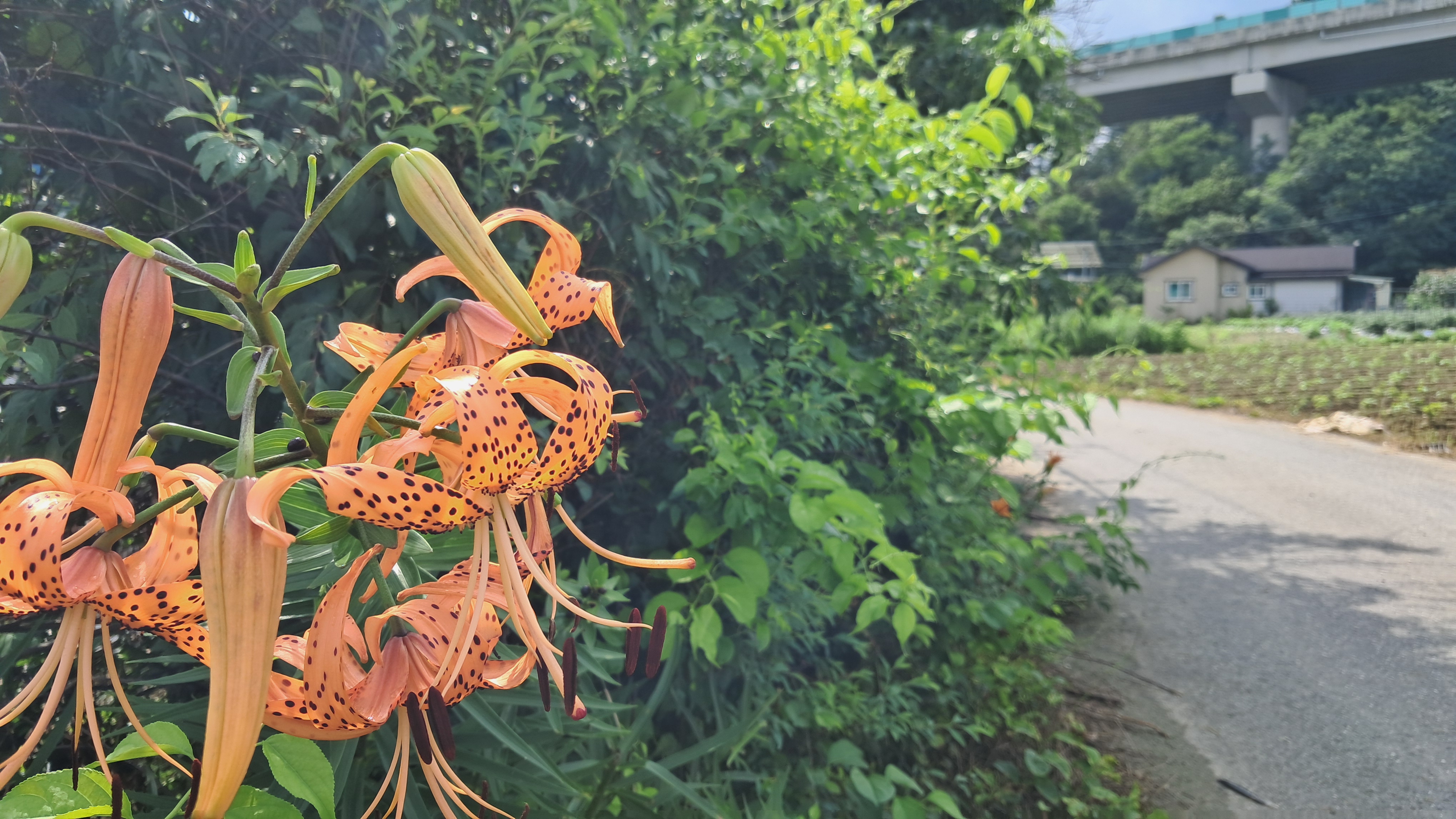참나리꽃