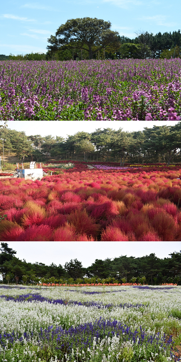 2022 태안 가을꽃박람회