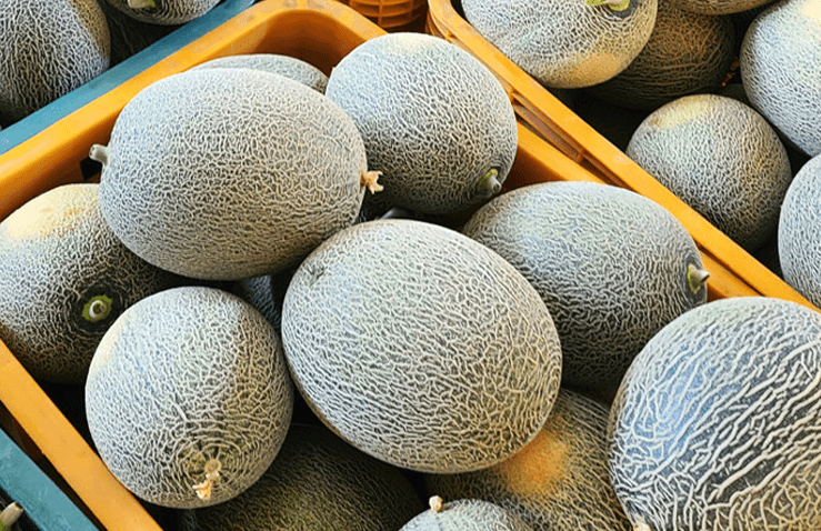 생방송투데이 이 주의 장바구니 경북 고령 쌍둥이메론농장 하미과 & 설향 멜론 주문방법 생방송투데이 3776회