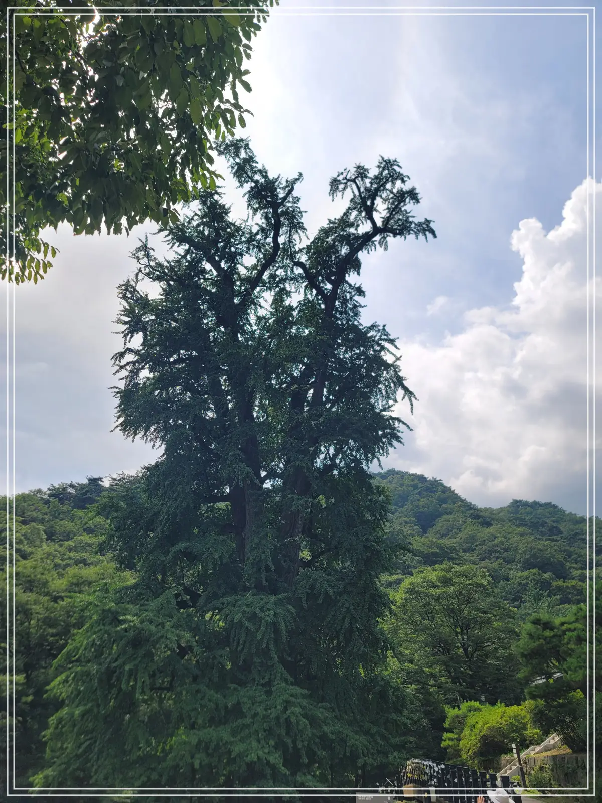 용문사-20250808_135807