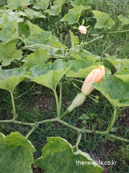 밭에서 자라는 애호박과 주황색 호박꽃