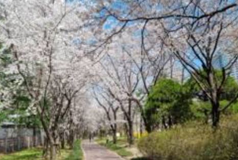 분당 벚꽃