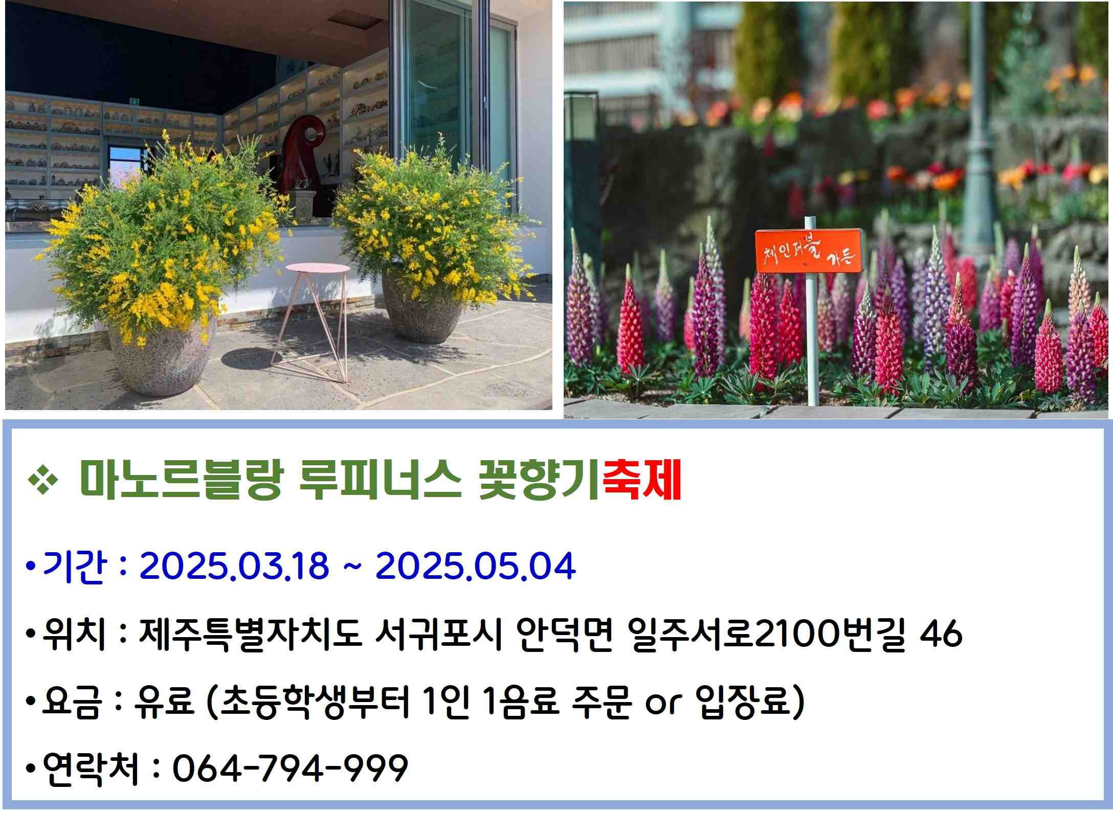 마노르블랑 루피너스 꽃향기축제