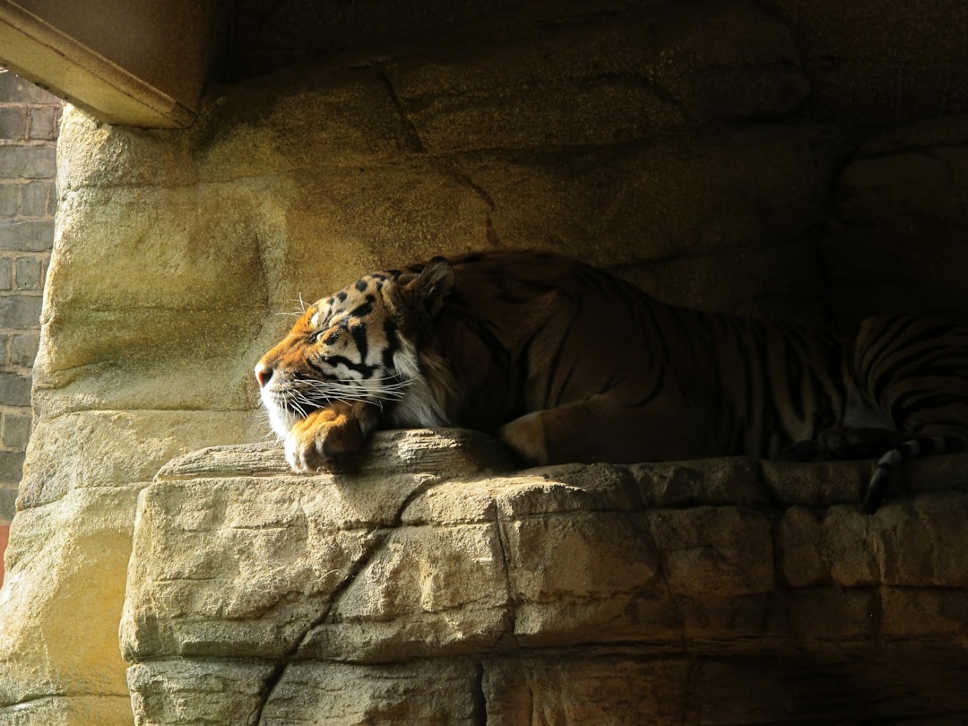 Tiger.