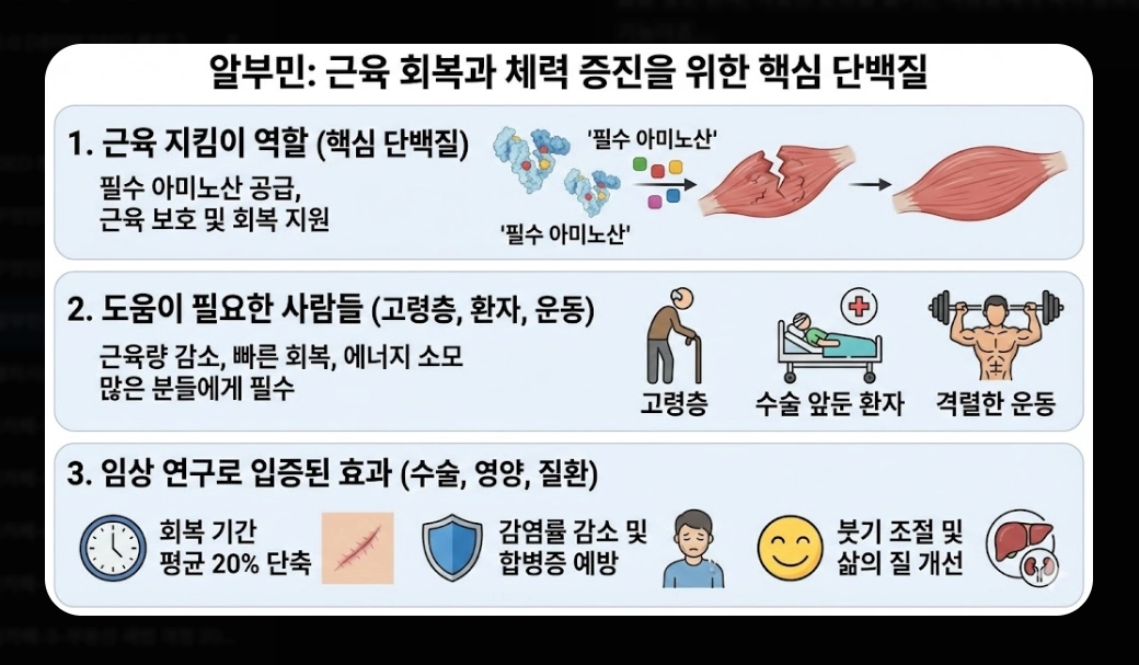 알부민 효능 완벽 분석 [2026 최신] 부족 증상 수치 및 올바른 제품 선택 가이드