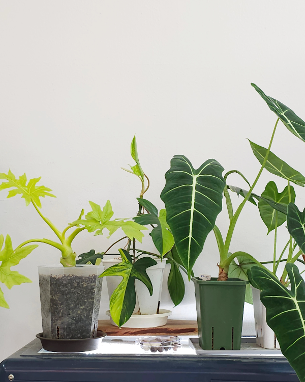 초보자도 기르기 쉬운 실내식물