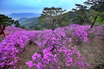 강화 진달래축제 