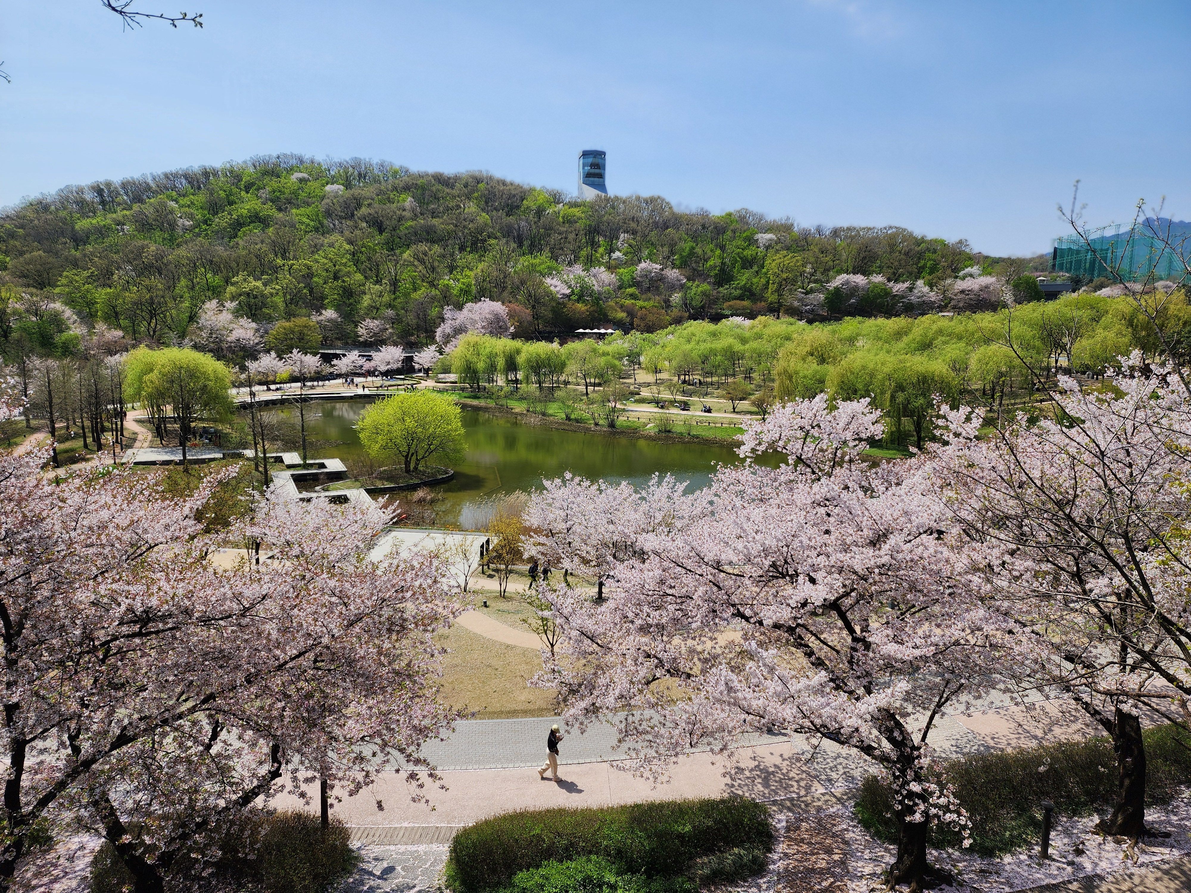 북서울꿈의숲 벚꽃놀이