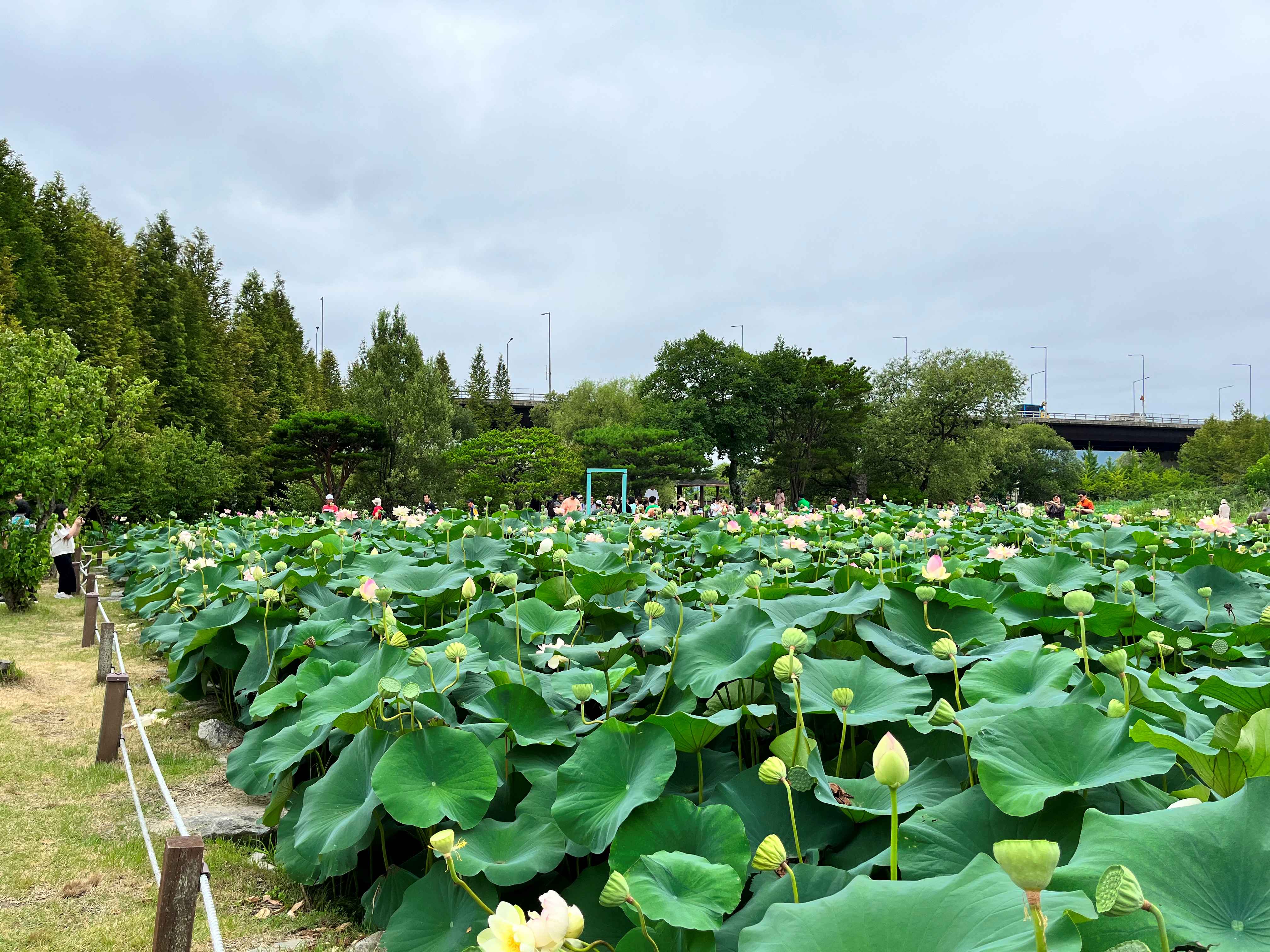 세미원 연꽃 축제