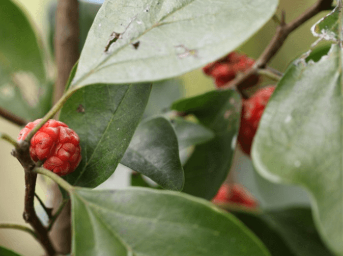 구지뽕의 효능 꾸지뽕 열매의 효능 먹는법