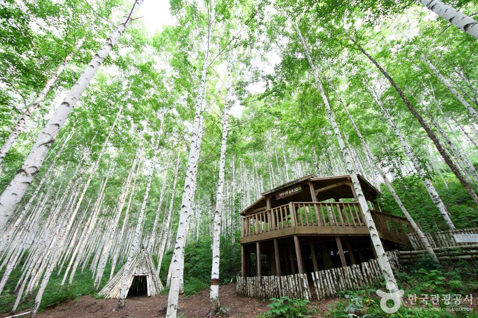 인제 원대리 자작나무 숲 입장시간
