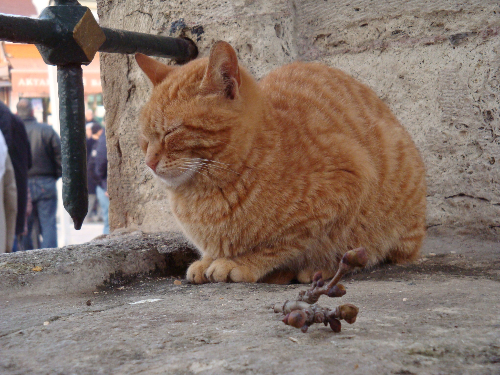 눈 감은 고양이 사진