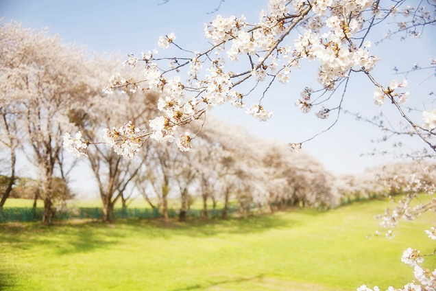 벚꽃 캠핑장