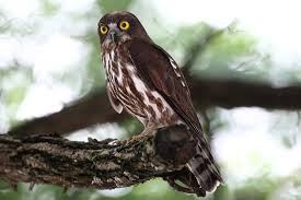 솔부엉이가 야간 조명에 취약한 이유