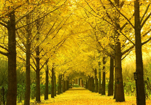 나주 은행나무길