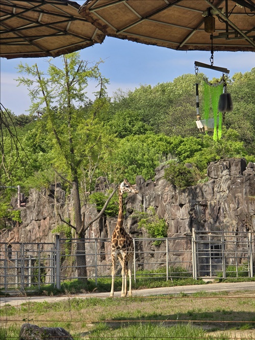 과천서울대공원동물원기린