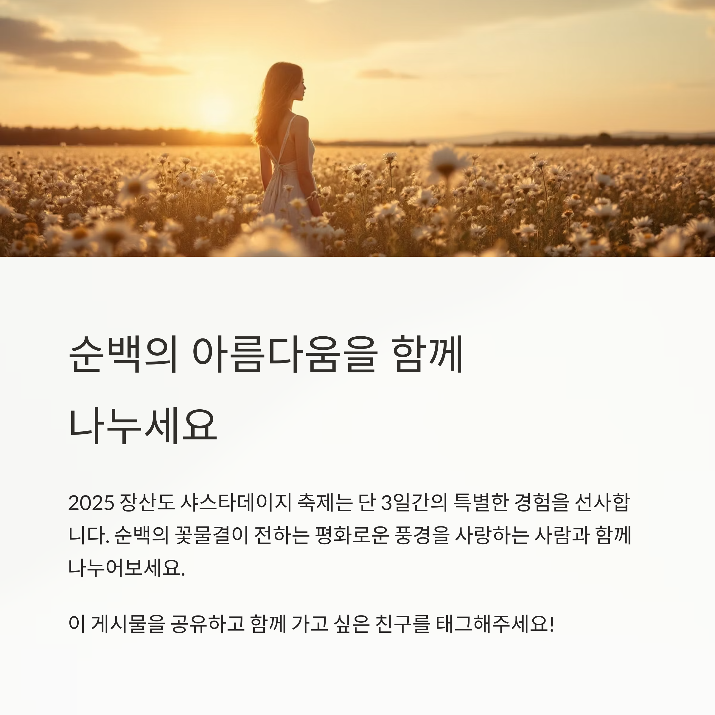 2025 장산도 샤스타데이지 축제, 순백의 정원이 전하는 평화의 풍경