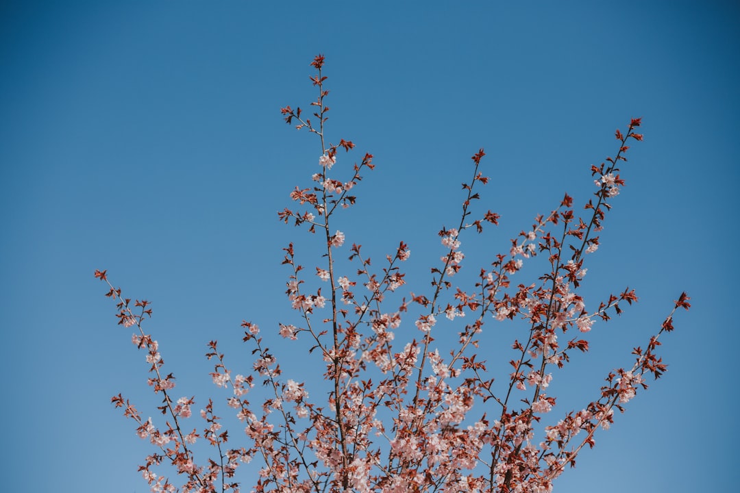 Cherry blossom.