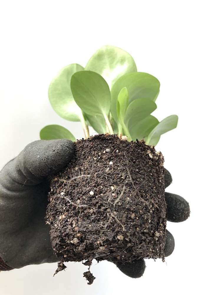 뿌리는 어떻게 길을 찾을까? 보이지 않는 아래세상의 지능적 탐색