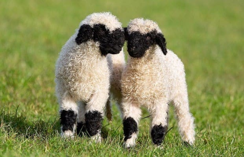 제주 파더스가든