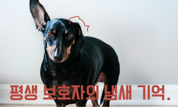 강아지-냄새