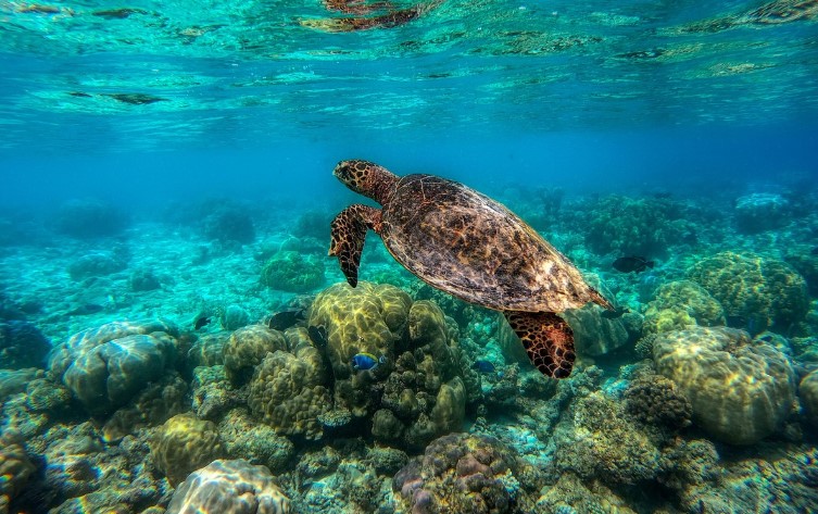 바다생물 거북이 사진