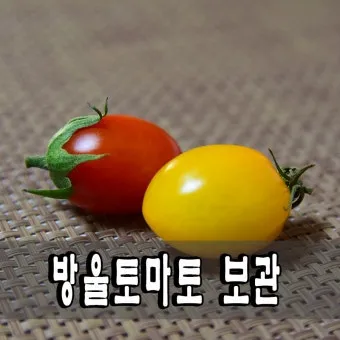 2주 이상 방울토마토 보관 시 꿀팁 오래 보관_19
