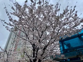 부산 벚꽃 명소 추천 숨겨진 뷰포인트_12