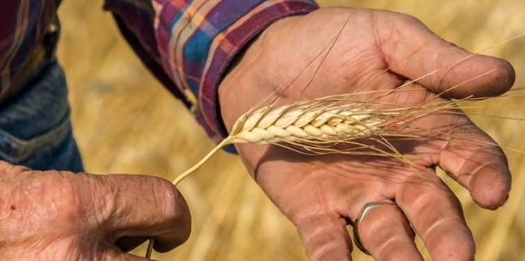 카무트 효소 효능 및 호라산밀 먹는법 정리 