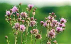 엉겅퀴 영양성분