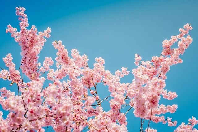 하동 벚꽃 개화상황