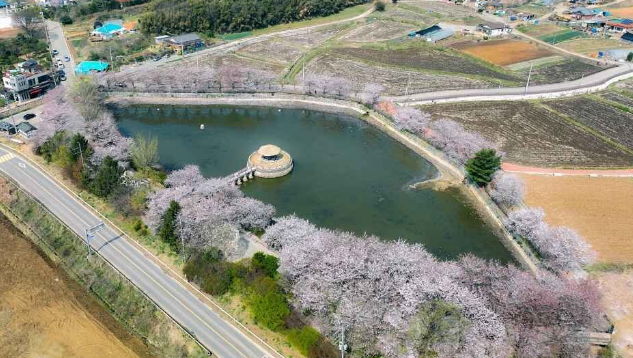 2025 벚꽃 개화시기