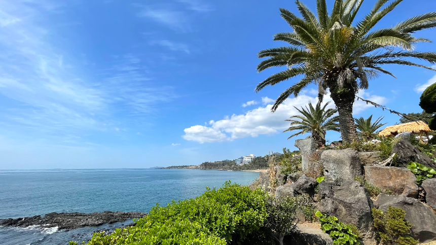 중문 색달 해수욕장 야자수