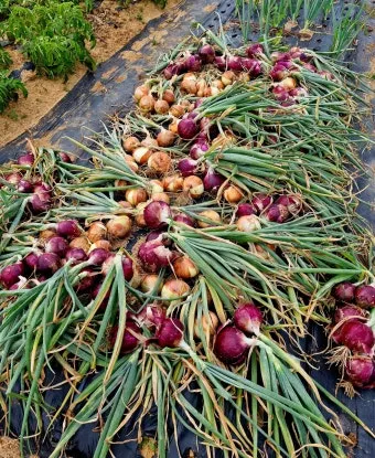 양파 재배 요령 정식 웃거름 도복 수확 건조 포인트_18