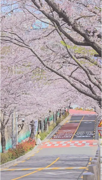 부산 벚꽃 명소 추천 숨겨진 뷰포인트_38