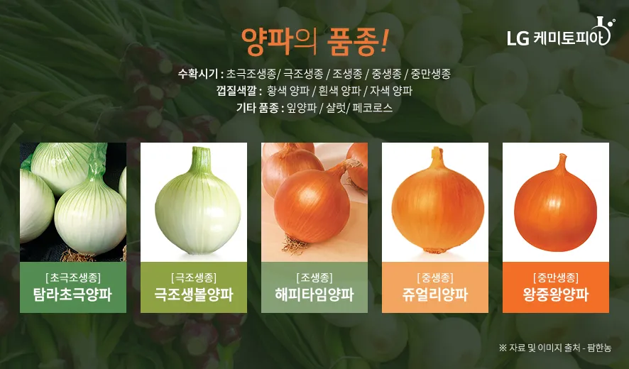 &amp;quot;양파