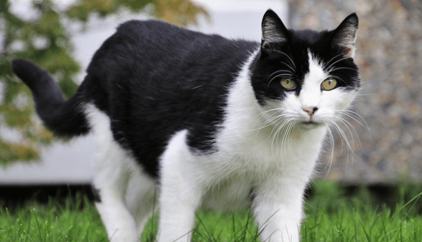 코리안숏헤어-젖소-태비