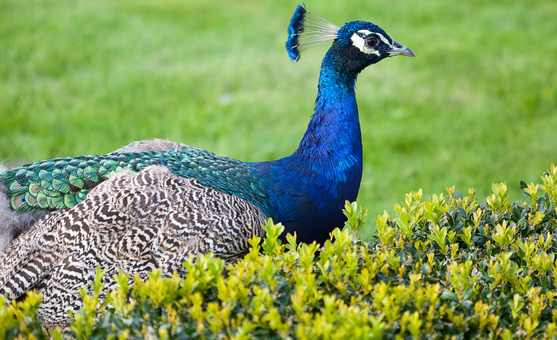 가족동물원 동물사진