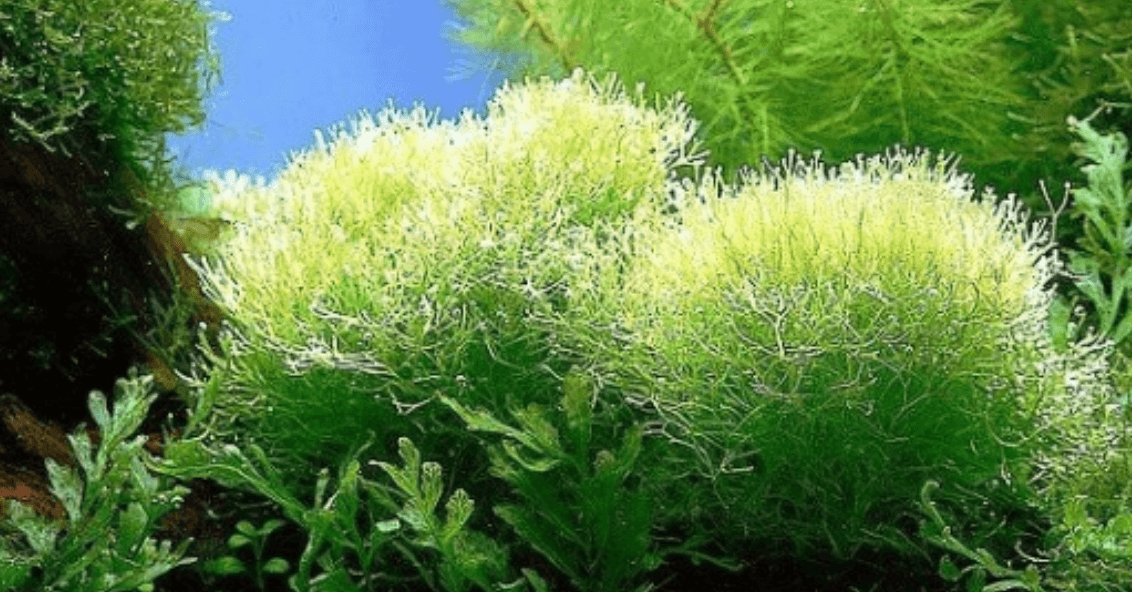 스피루리나 효능