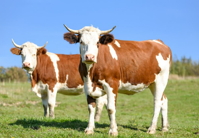 소꿈 상황별 해몽