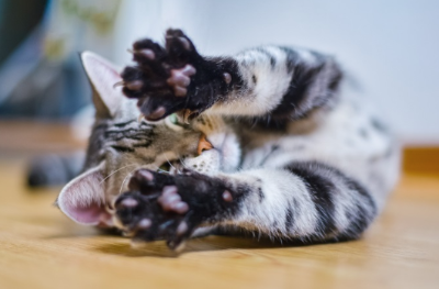 기지개를 켜는 아기 고양이