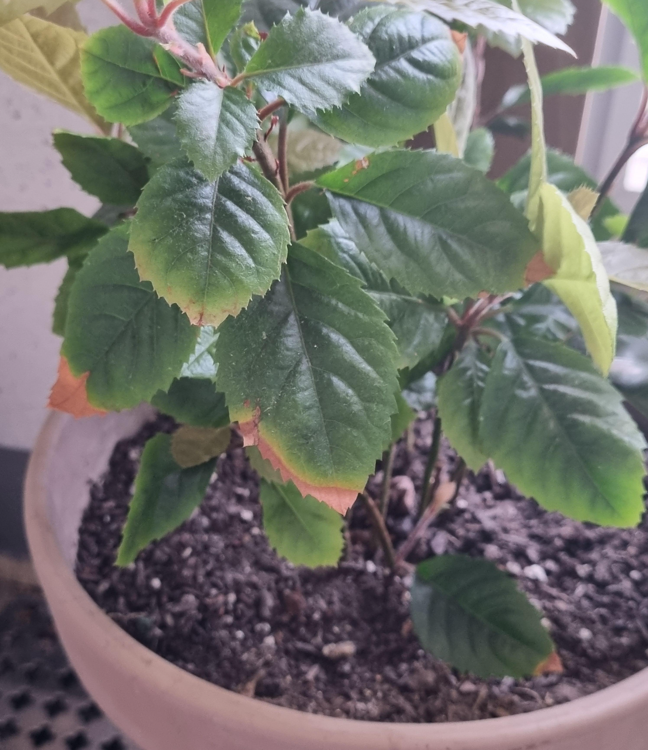 과습이 온 산호수 이파리