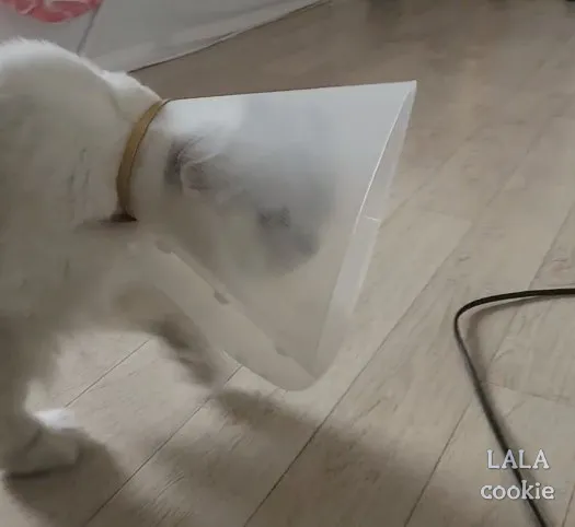 고양이-넥카라-사이즈-너무-큰-모습