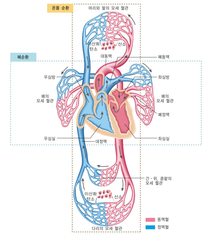 고지혈증 초기증상&amp;#44; 피로로 시작되는 경우가 많은 이유