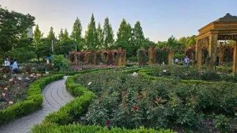 나는 빛나는 별처럼 느꼈습니다 한밭수목원 클레마티스 전시회 관람기_5