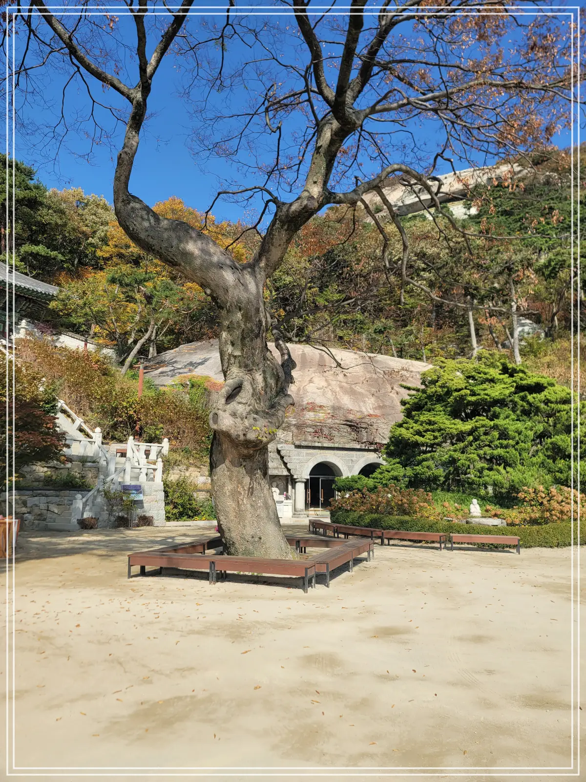 강화도-보문사-보호수