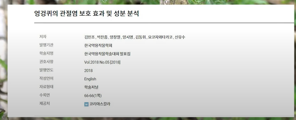 엉겅퀴 관절염 보호효과