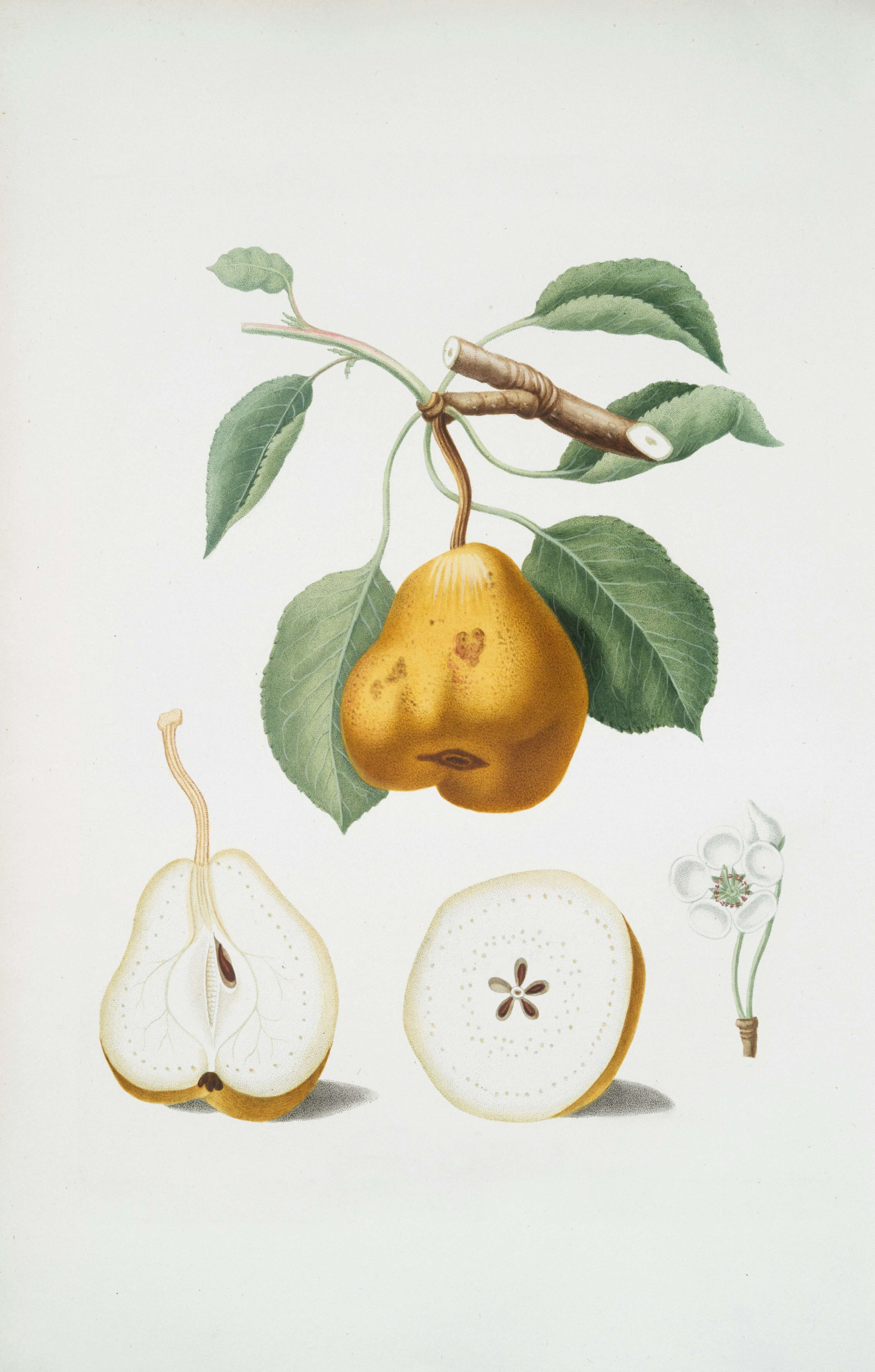 비염에 좋은 음식