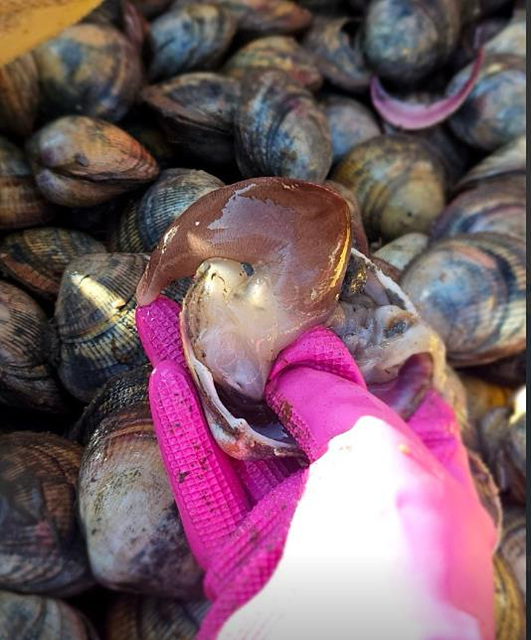 남당항 새조개 맛집 축제 가격 택배 만중이네회수산 내포횟집 전망대회수산 홍성본점 또오리회수산 온누리회수산 동백회수산 남해수산 푸른바다 싱싱바다이야기 이슬네수산 왕언니회수산