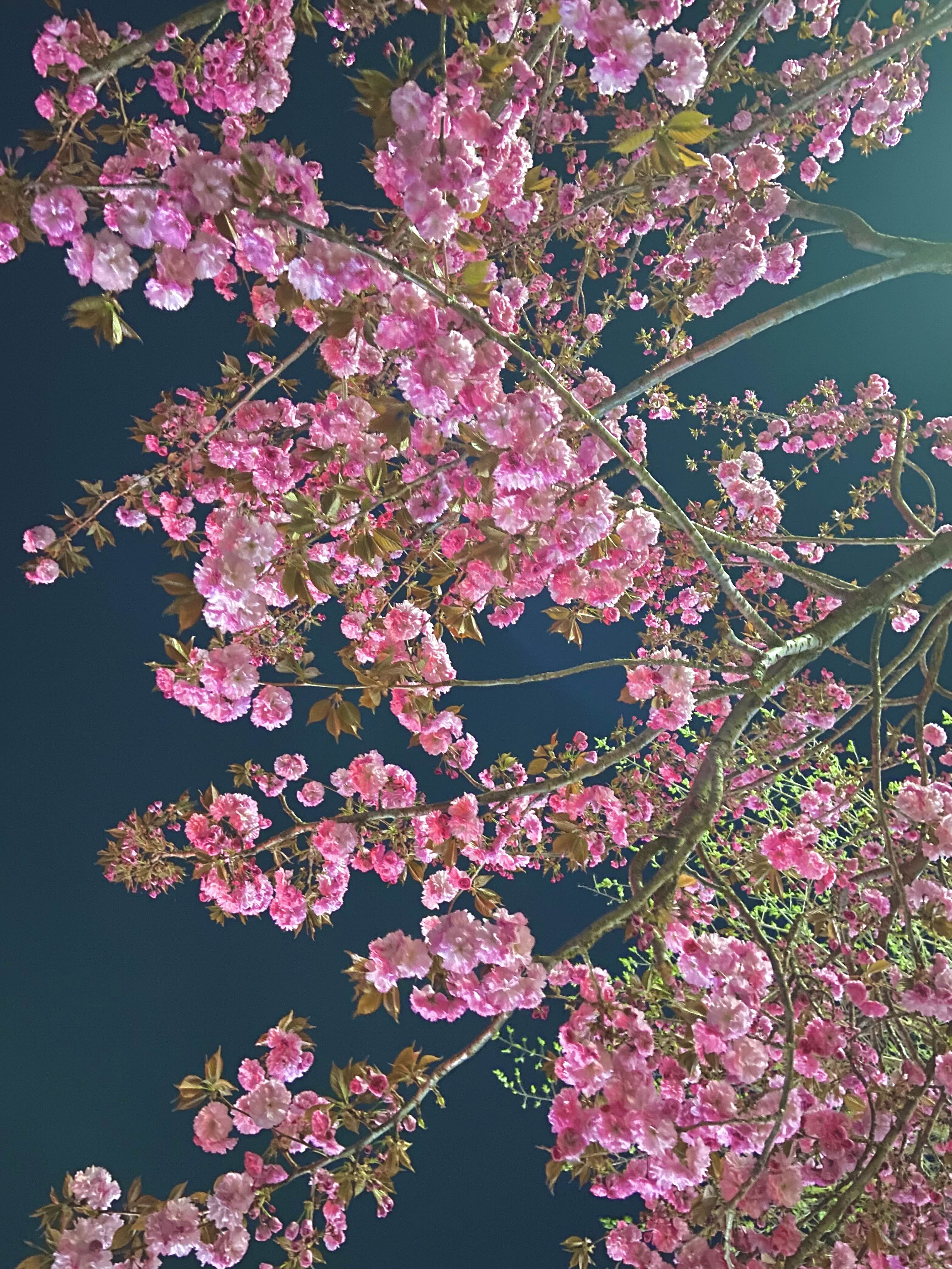 서산 겹벚꽃